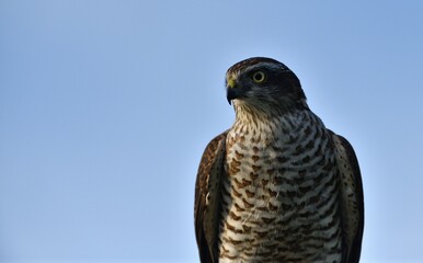 Portrait of the eurasian sparrowhawk head bird of prey 
