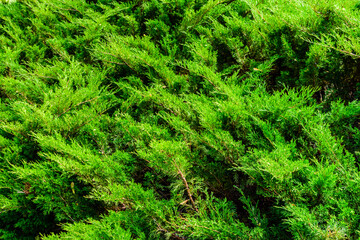 Background of the evergreen juniper bushes. Natural pattern