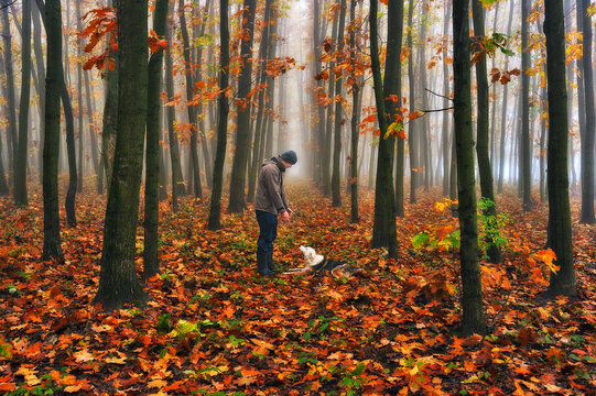 Man with dog in autumn forest. Fairy foggy forest