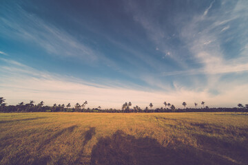 golden pic field on blue sky in Thailand