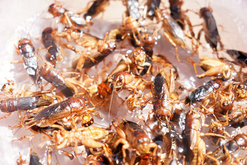 Cleaning crickets For cooking