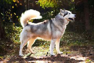 alaskan malamute dog