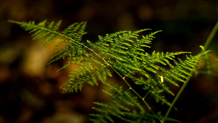 Refreshing green vegetation scene in the foreground