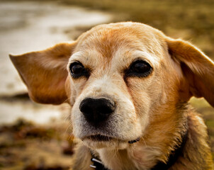 Portrait of a beautiful old Beagle dog, with floppy ears in the wind