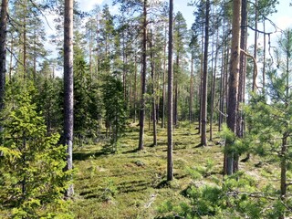 The Forest Of Karelia
