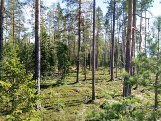 Fototapeta premium The Forest Of Karelia