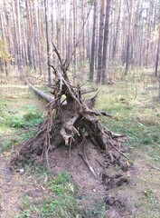 Fallen tree in the forest