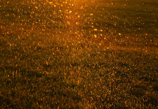 Beautiful shiny drops of dew in the golden rays of the sun.Abstract background image of freshness of nature.Soft selective focus,natural sparkling bokeh.Watering grass in sunny evening light outdoors.