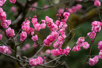 Sakura or cherry blossom close up