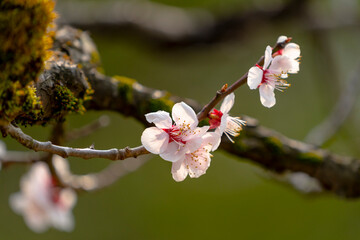 Sakura or cherry blossom close up