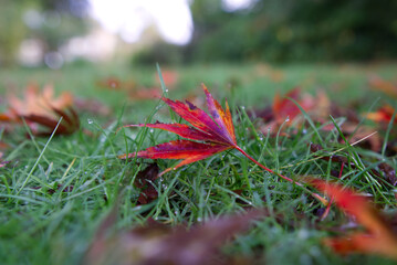 red leaf on the ground in the rain