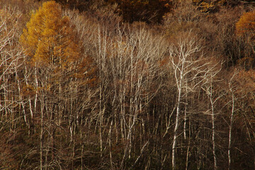 Fototapeta premium 秋の白樺林