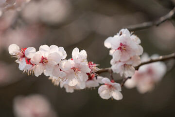 Sakura or cherry blossom close up