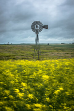 Windmill in a Yellow Field of Canola Flowers