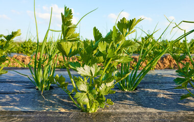 Close up picture of celery on organic vegetable farm patch covered with plastic mulch, selective...