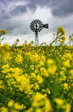 Windmill in a Yellow Field of Canola Flowers