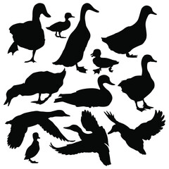 Fototapeta premium stock vector set duck silhouettes collection isolated on white