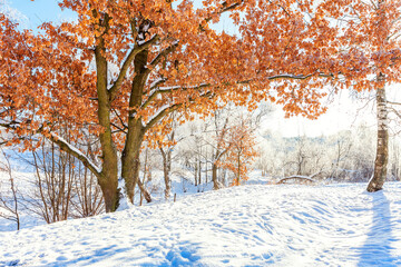 Frosty trees in snowy forest, cold weather in sunny morning. Tranquil winter nature in sunlight....