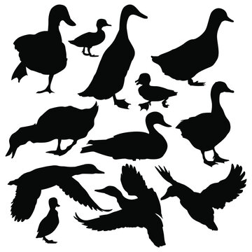 stock vector set duck silhouettes collection isolated on white