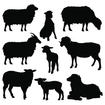 stock vector set sheep silhouettes collection isolated on white