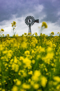 Windmill in a Yellow Field of Canola Flowers