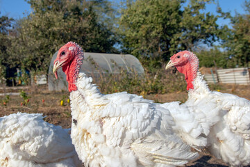 free-range turkey. Turkey on the farm, turkey breeding. White turkey portrait. A herd of turkeys on the farm. A turkey was grown on a pasture on a farm.