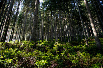 Fototapeta na wymiar Beautiful landscape photos of a forest in the morning sun