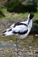 Wildlife park Animals