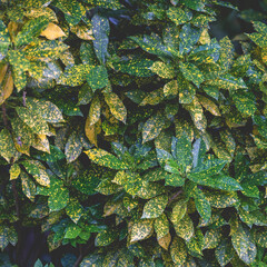 green leave wall background