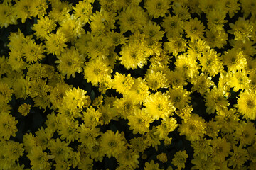 Chrysanthemum indicum