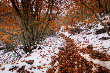 La Pedrosa Hayedo Natural Park in Riofr&iacute;o de Riaza. Landscape of snow and fallen leaves in November. In Segovia and Madrid