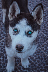 Husky