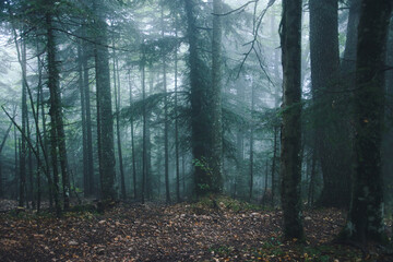 Foggy mountain forest on the slopes of the Big Thach Mount