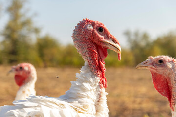 bol'shaya domashnyaya belaya indeyka. Indyuk na pastbishe.
