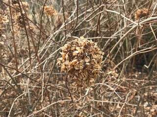 pine cones in autumn