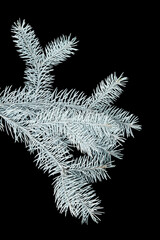 white fir branch isolated on black background, Christmas fir.