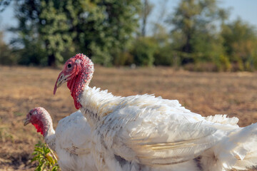 free-range turkey. Turkey on the farm, turkey breeding. White turkey portrait. A herd of turkeys on the farm. A turkey was grown on a pasture on a farm.