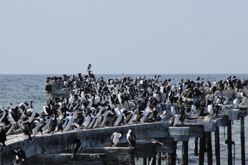 Crowded Dock
