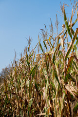 Corn tassels on blue sky