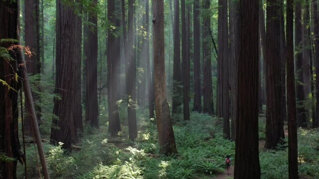 An imposing, old-growth Redwood forest grows in Humboldt, California. Redwood trees, Sequoia sempervirens, are the tallest and most massive tree species on Earth.