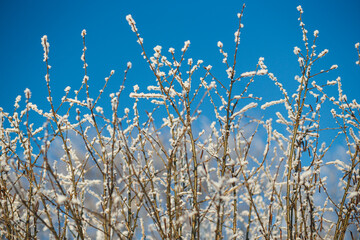 Close up of frozen branches with hoarfrost against blue sky in the good winter weather.