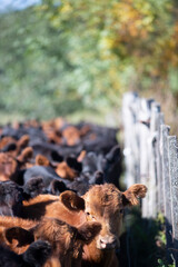 hacienda angus en el campo