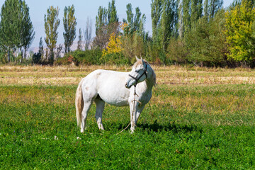 Obraz na płótnie Canvas White horse grazes in the meadow. Summer farm landscape