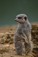 Wildlife park Animals