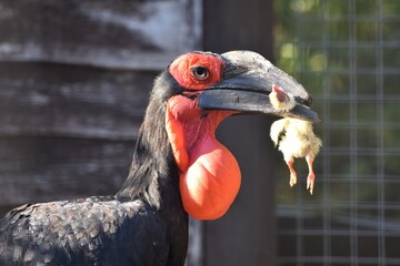 Wildlife park Animals