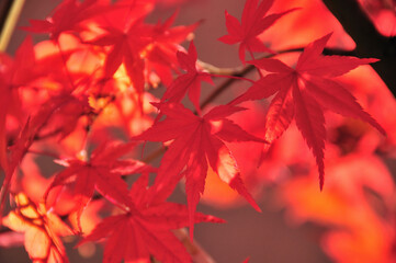 紅葉