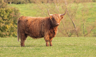 A close up photo of a Highland Cow 