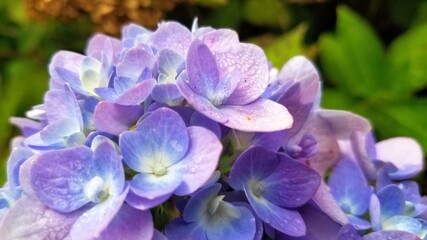 Fototapeta na wymiar Purple and blue hydrangeas, very close up.