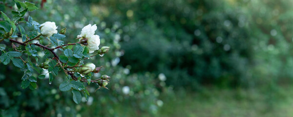 Rosebush with beautiful white roses