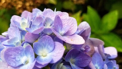 Close up of individual flower buds (hydrangea) in blue, purple and white.